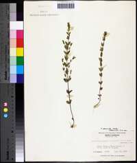 Scutellaria parvula image