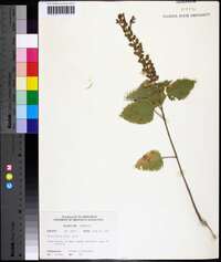 Scutellaria ovata image