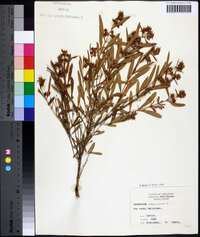 Hypericum prolificum image