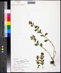 Scutellaria parvula image