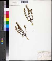 Scutellaria parvula image