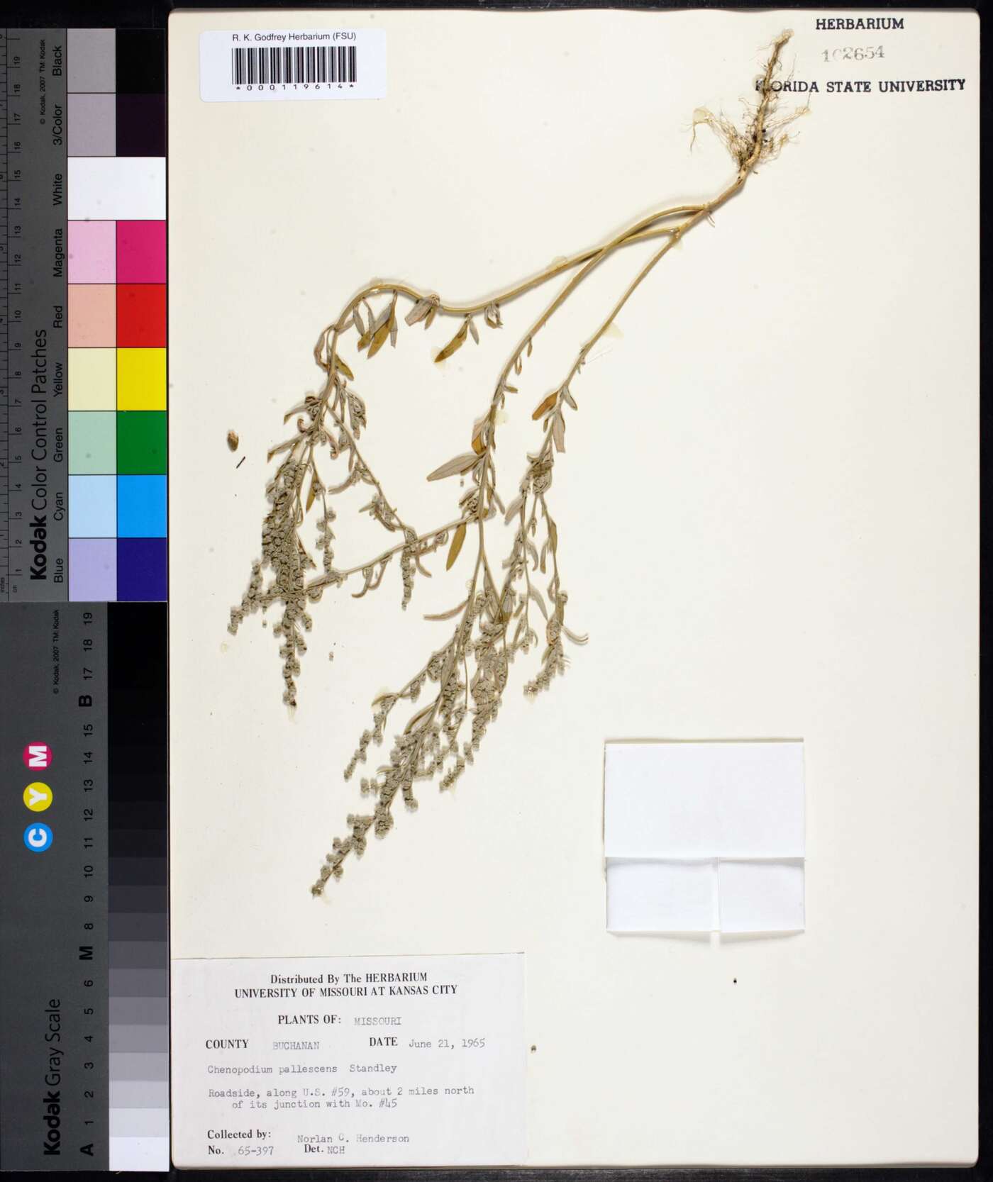 Chenopodium pallescens image