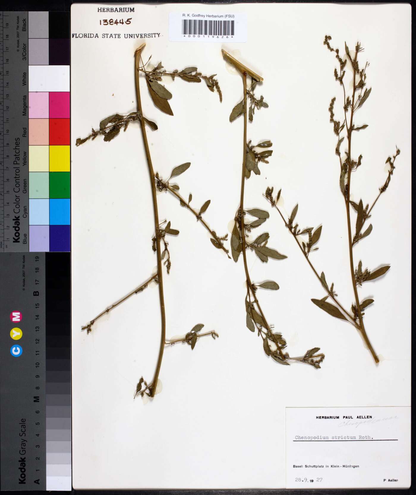 Chenopodium strictum image