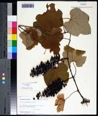 Vitis aestivalis var. aestivalis image