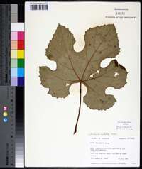 Vitis aestivalis var. aestivalis image