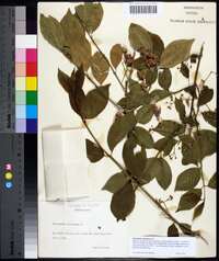 Euonymus europaea image