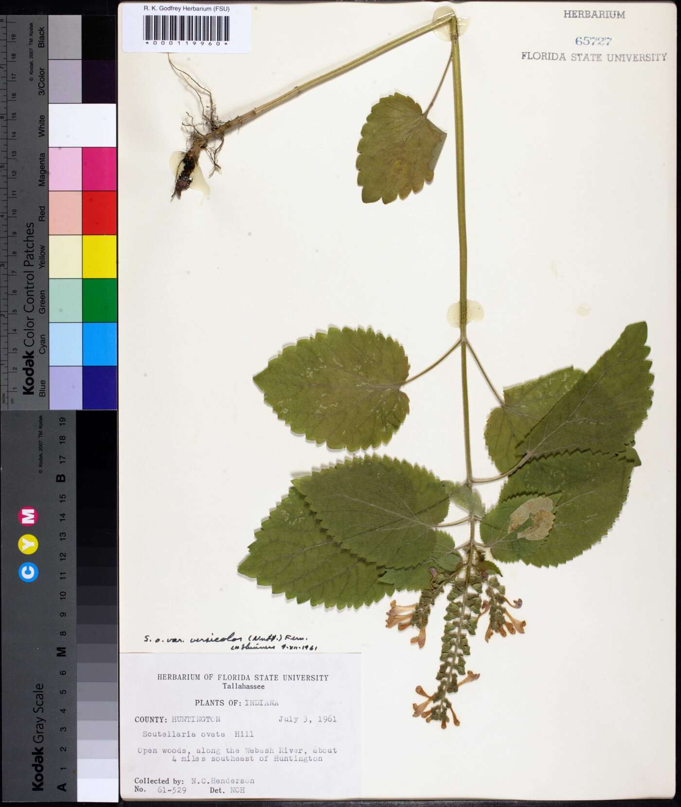 Scutellaria ovata var. versicolor image