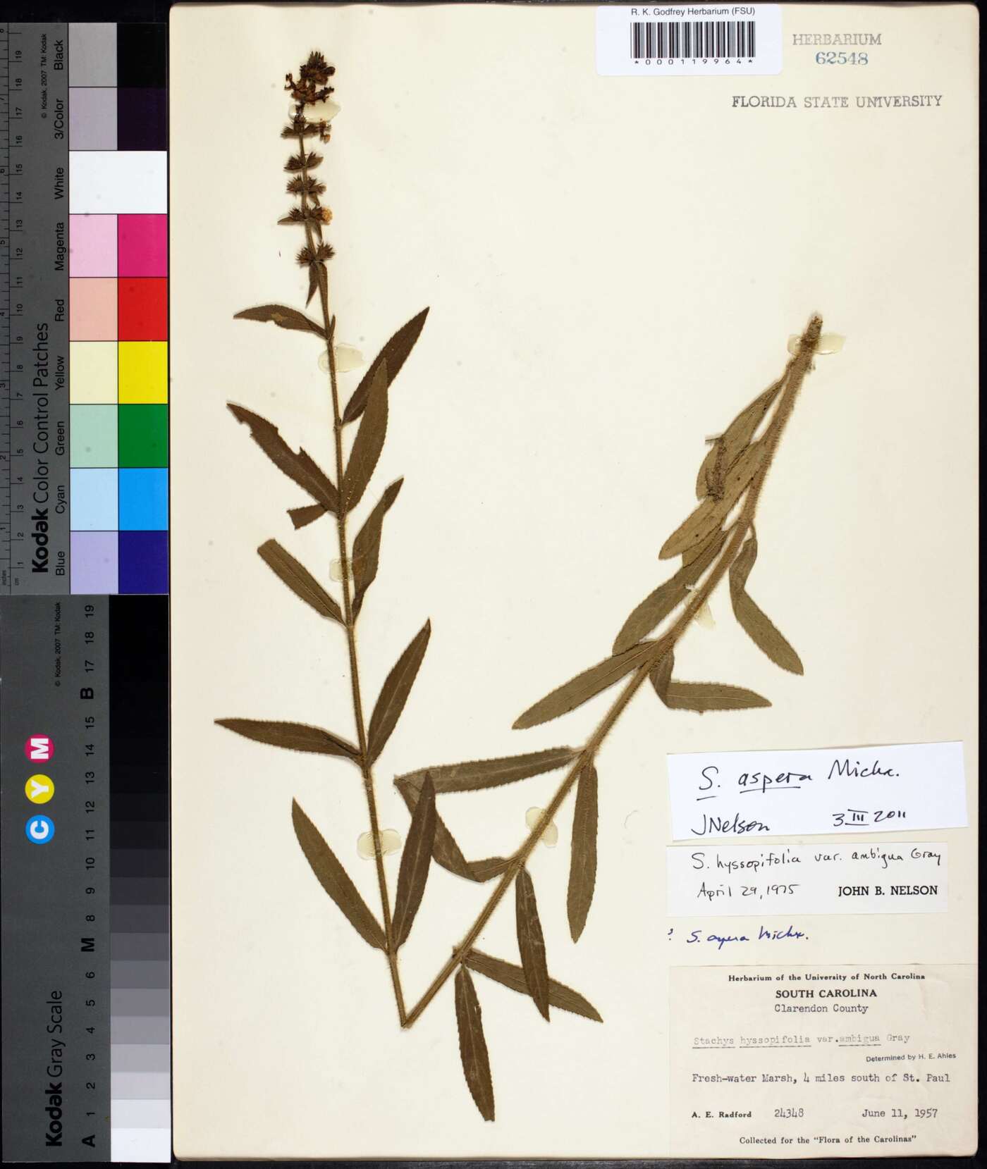 Stachys aspera image