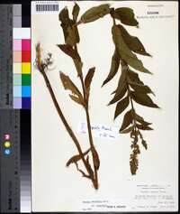 Stachys hispida image