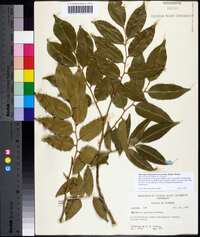 Myroxylon balsamum image