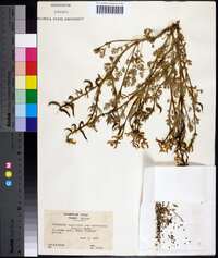 Corydalis aurea image