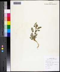 Corydalis aurea image