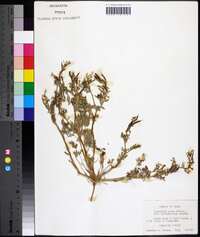 Corydalis aurea image