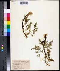 Corydalis aurea image