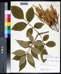 Fraxinus profunda image