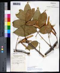 Fraxinus profunda image