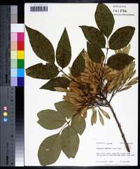 Fraxinus profunda image