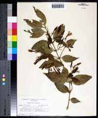 Jasminum simplicifolium image