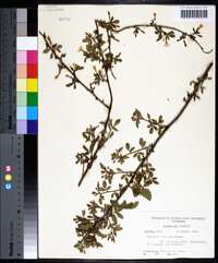 Jasminum floridum image