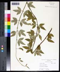 Jasminum mesnyi image