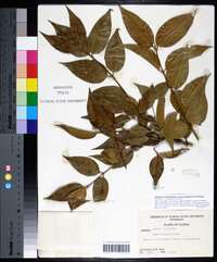 Jasminum simplicifolium subsp. australiense image