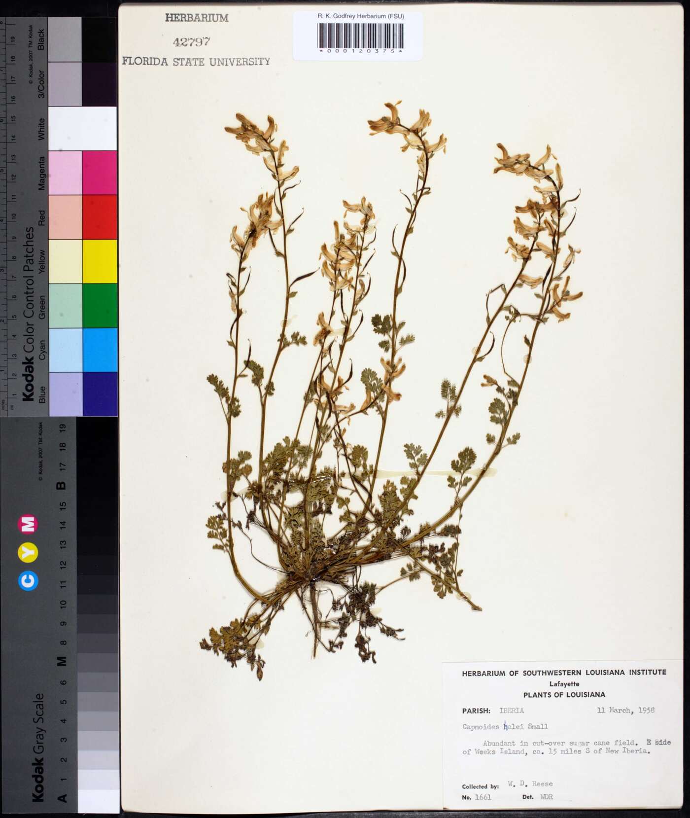 Corydalis halei image