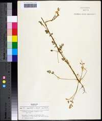 Corydalis micrantha image