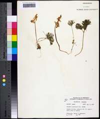 Dicentra cucullaria image