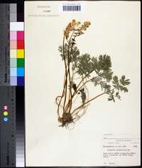 Dicentra cucullaria image