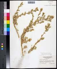 Atriplex pentandra image