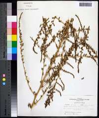 Bassia hyssopifolia image