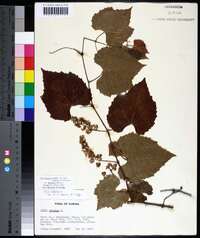 Vitis cinerea var. floridana image