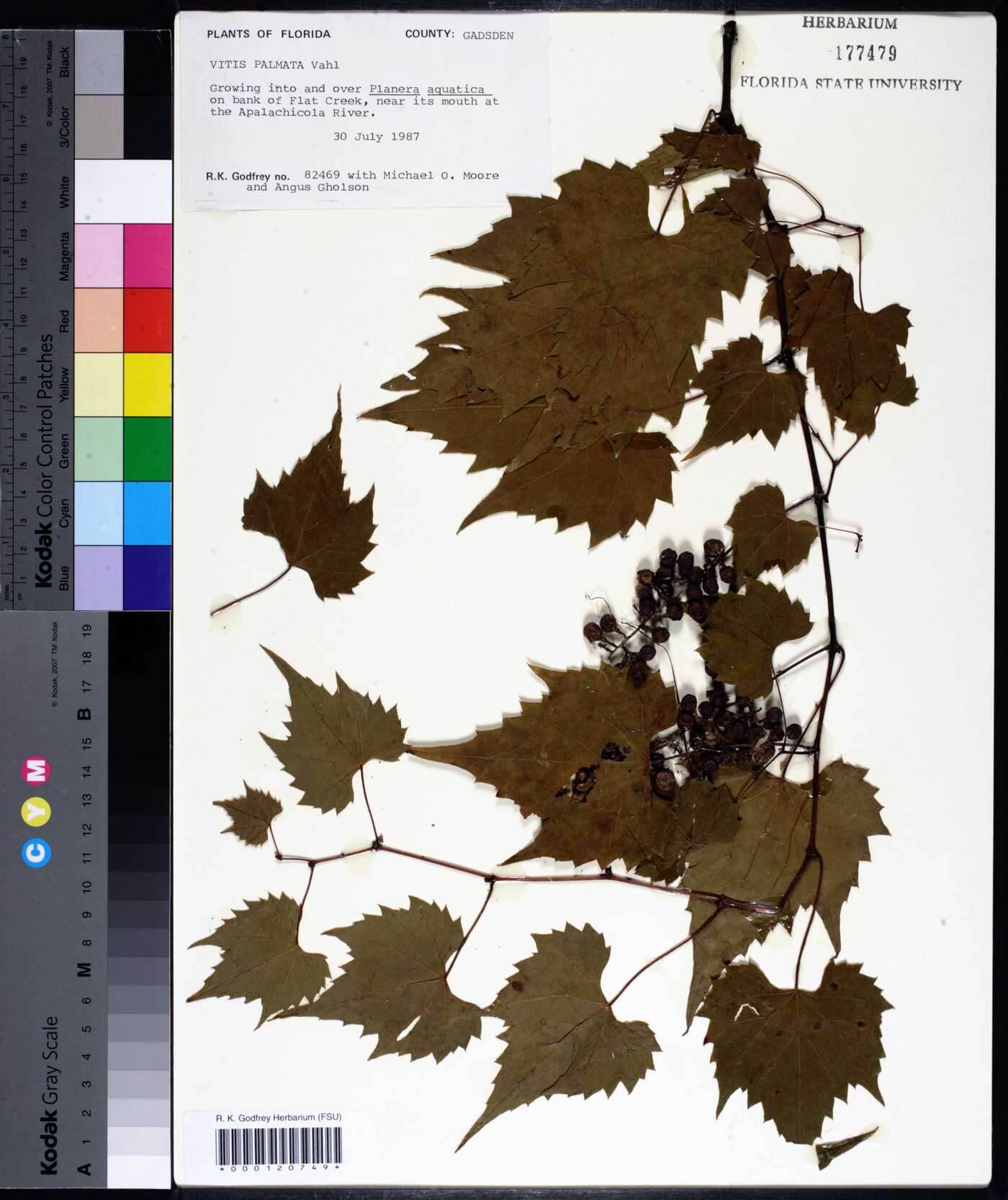 Vitis palmata image