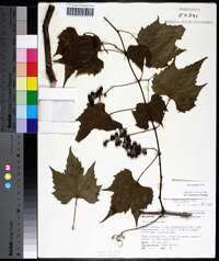 Vitis palmata image