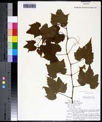 Vitis palmata image