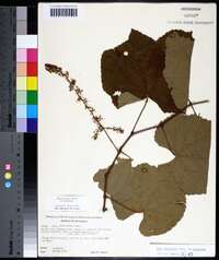 Vitis aestivalis var. aestivalis image