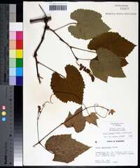 Vitis aestivalis var. aestivalis image