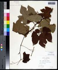 Vitis aestivalis var. aestivalis image