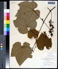 Vitis aestivalis var. bicolor image