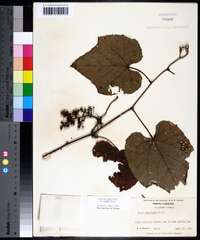 Vitis aestivalis var. bicolor image