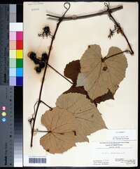 Vitis labrusca image