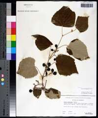 Vitis mustangensis image