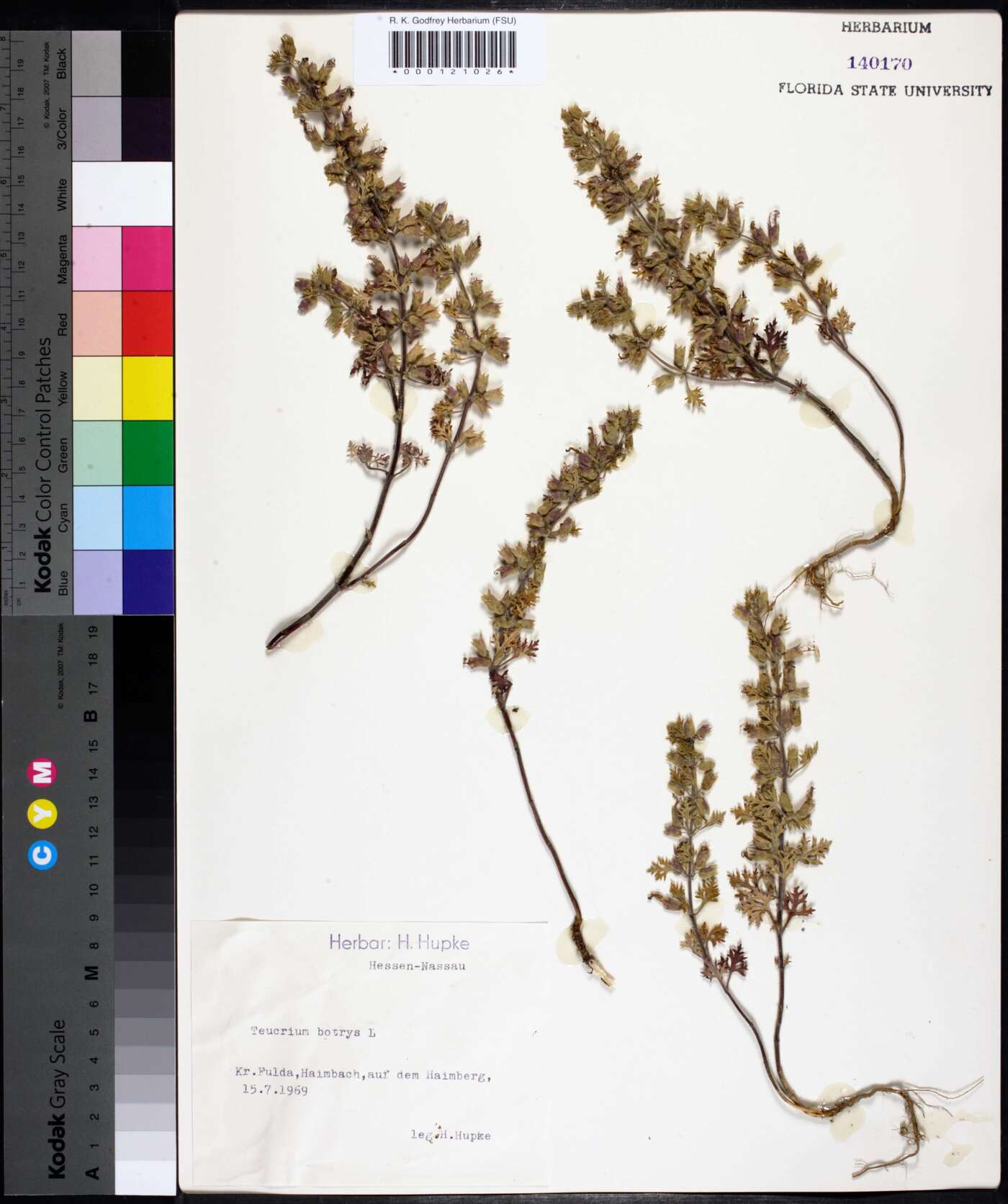 Teucrium botrys image