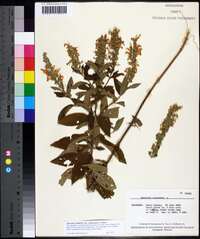 Teucrium canadense var. canadense image