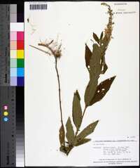 Teucrium canadense var. canadense image