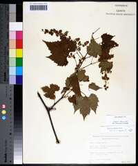 Vitis palmata image