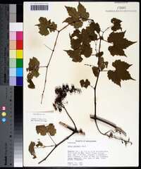 Vitis palmata image