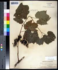 Vitis riparia image