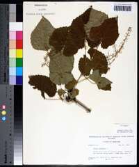 Vitis vulpina image