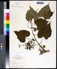 Vitis vulpina image